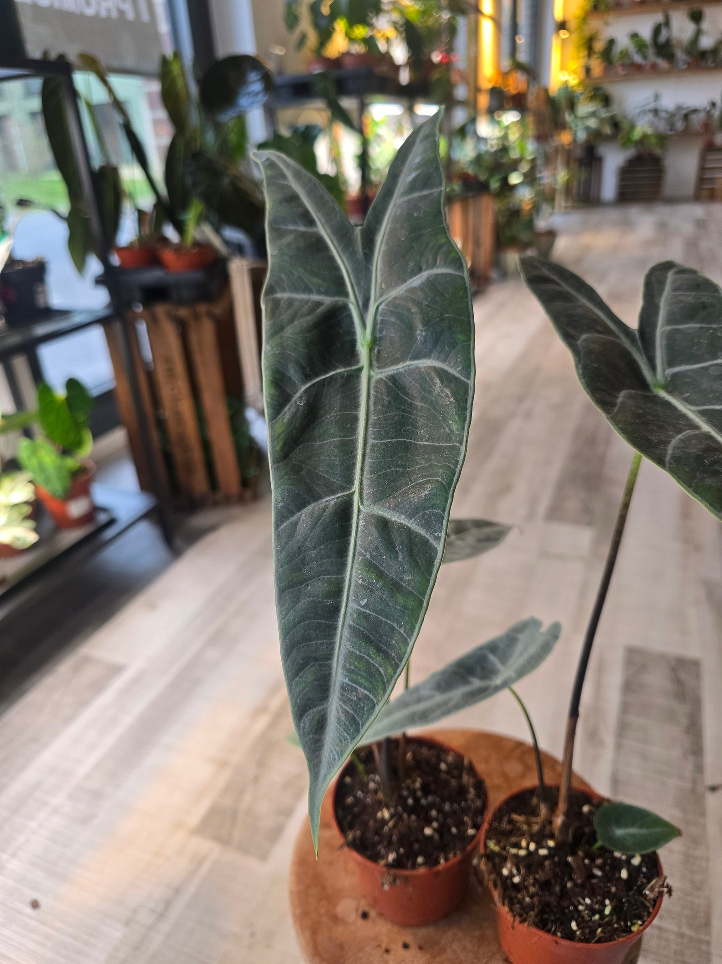 Alocasia Longiloba 'silver'