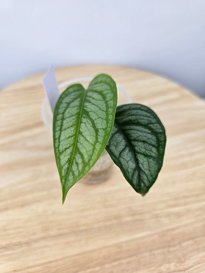 Monstera Siltepecana 'El Salvador' (JP)