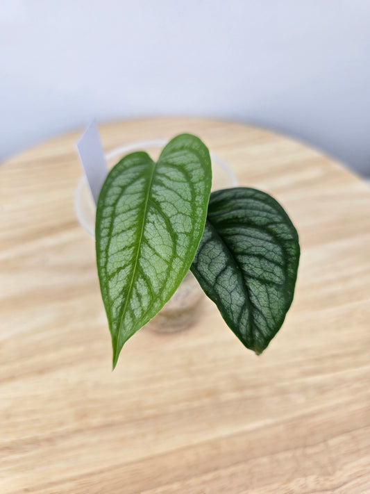 Monstera Siltepecana 'El Salvador' (JP)