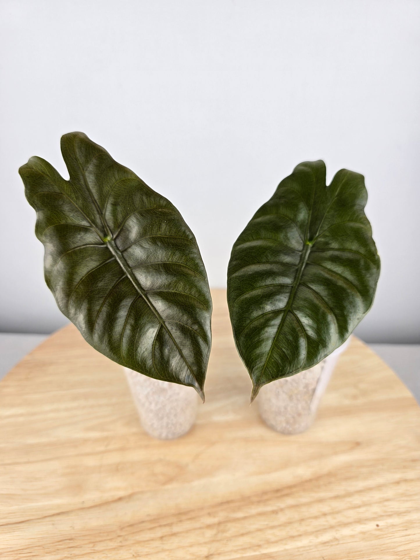 Alocasia chantrieri (JP)