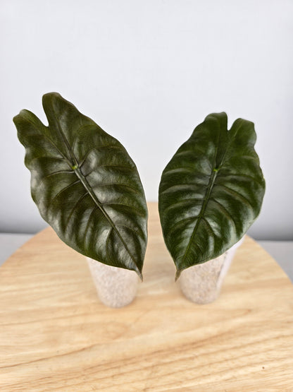 Alocasia chantrieri (JP)