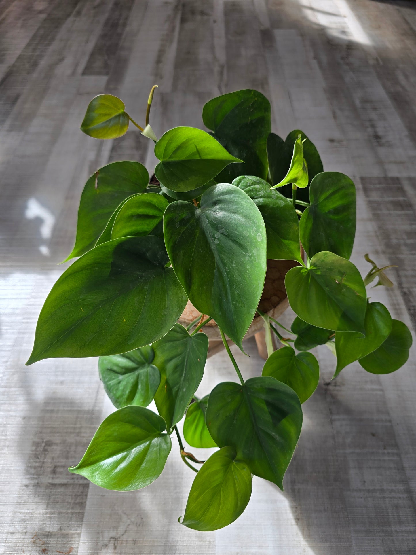 Philodendron scandens