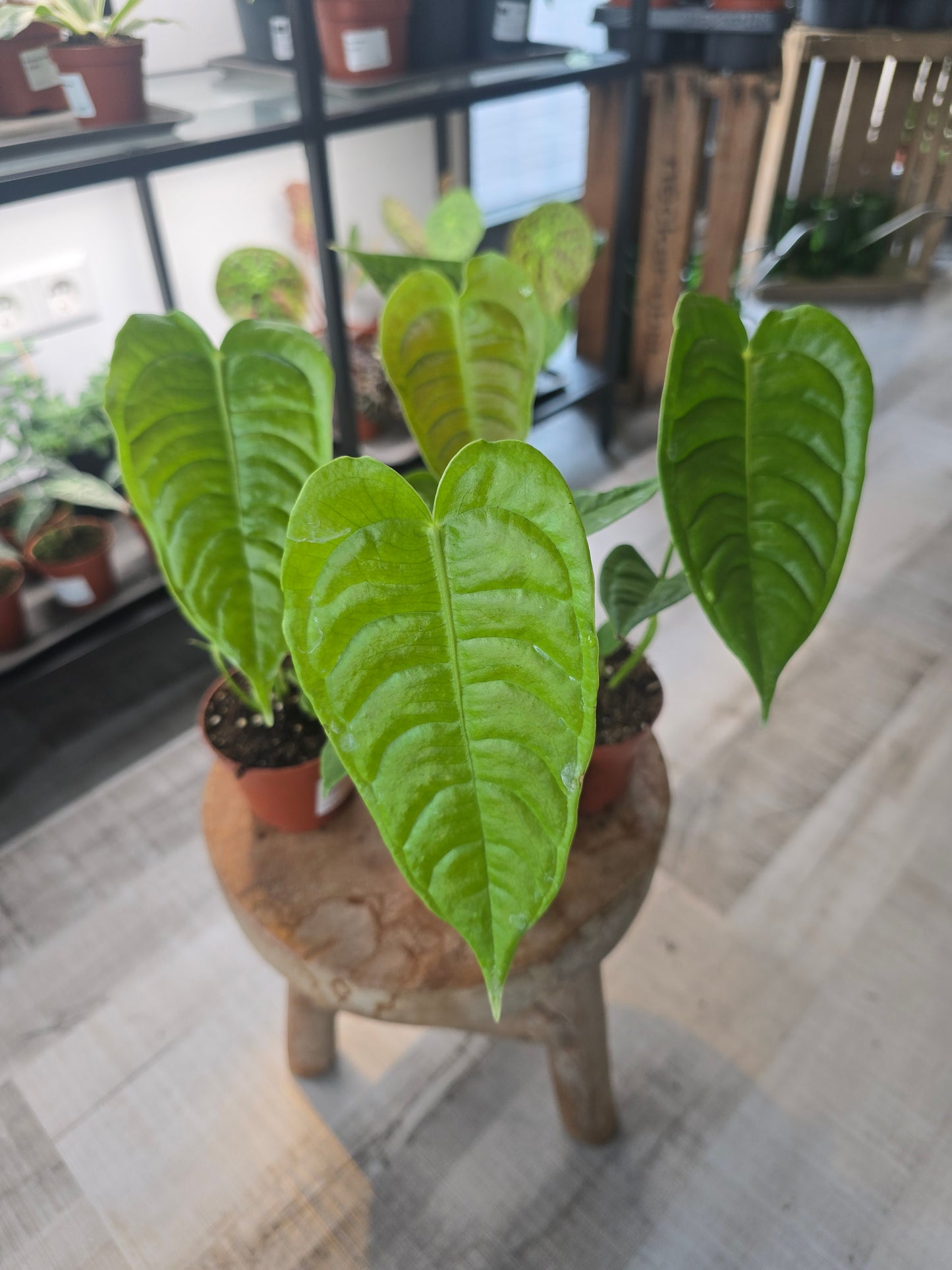 Anthurium Veitchii Narrow