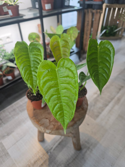 Anthurium Veitchii Narrow