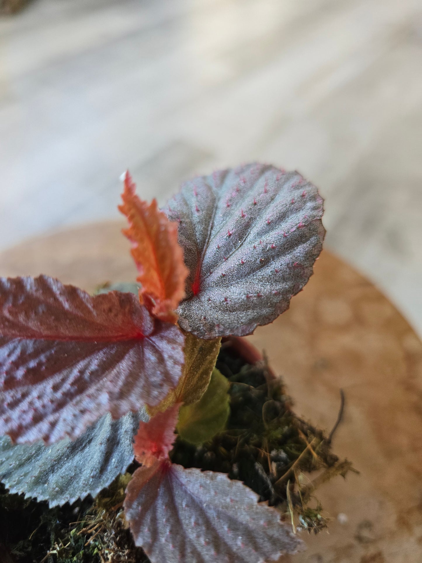 Begonia Lamriana silver