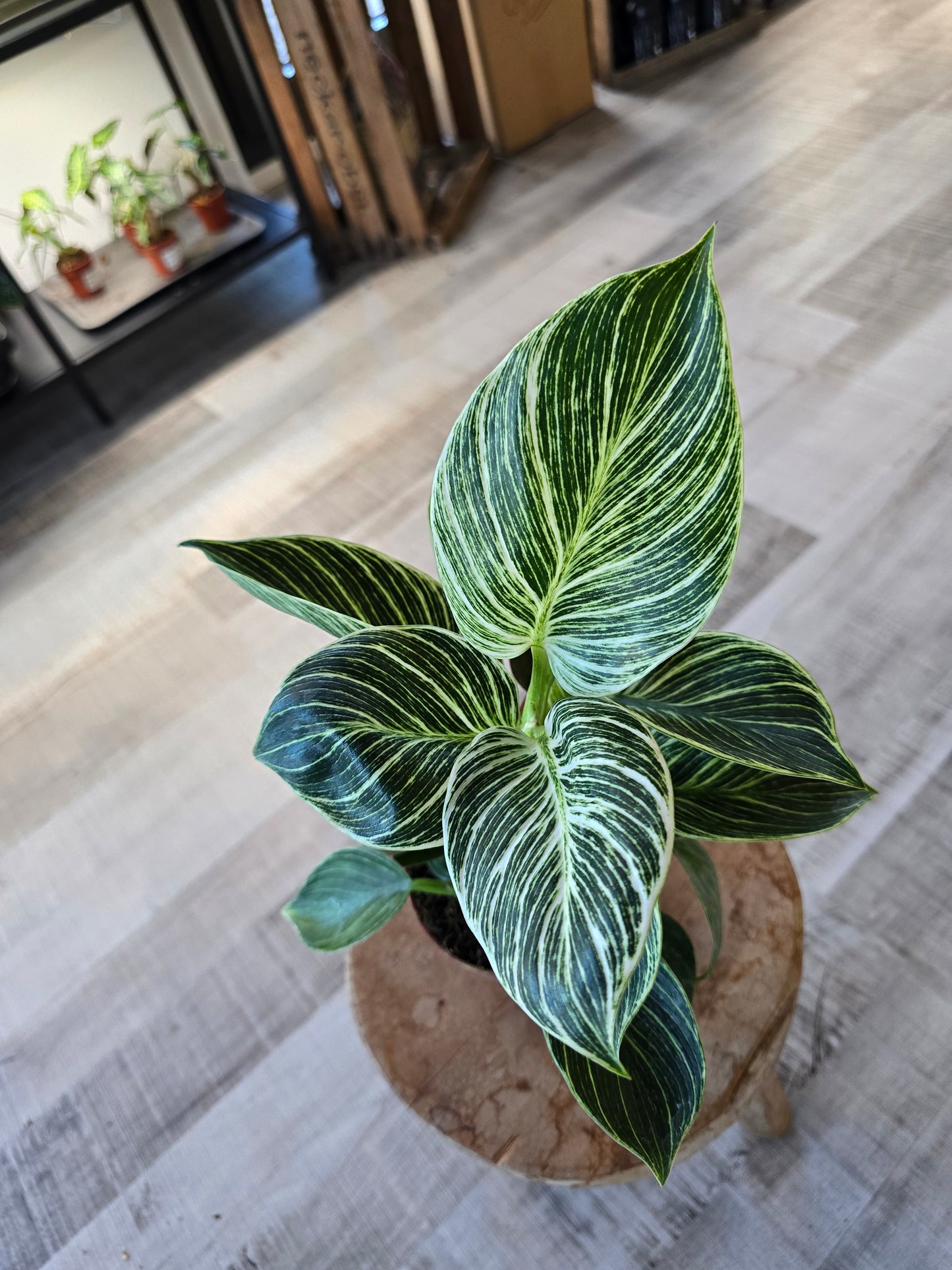 Philodendron Birkin