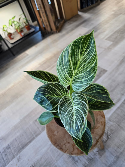 Philodendron Birkin