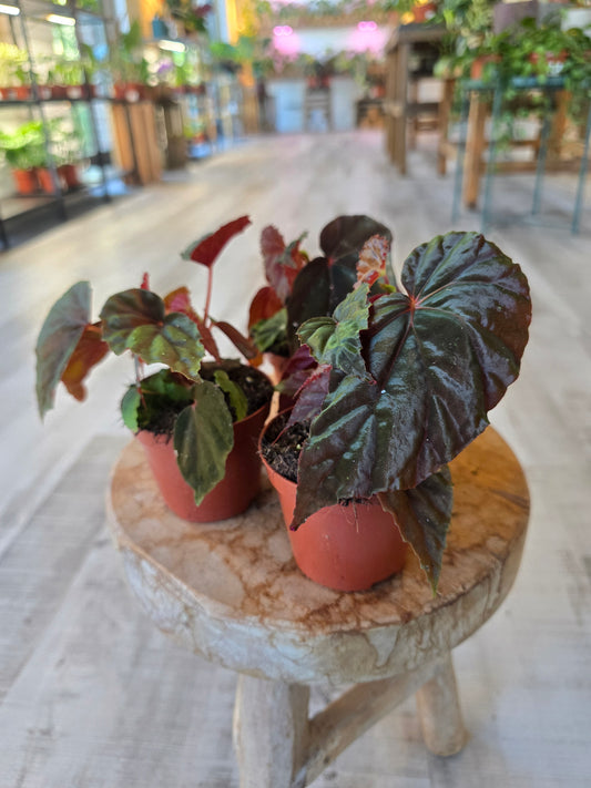 Begonia sp Black Blood