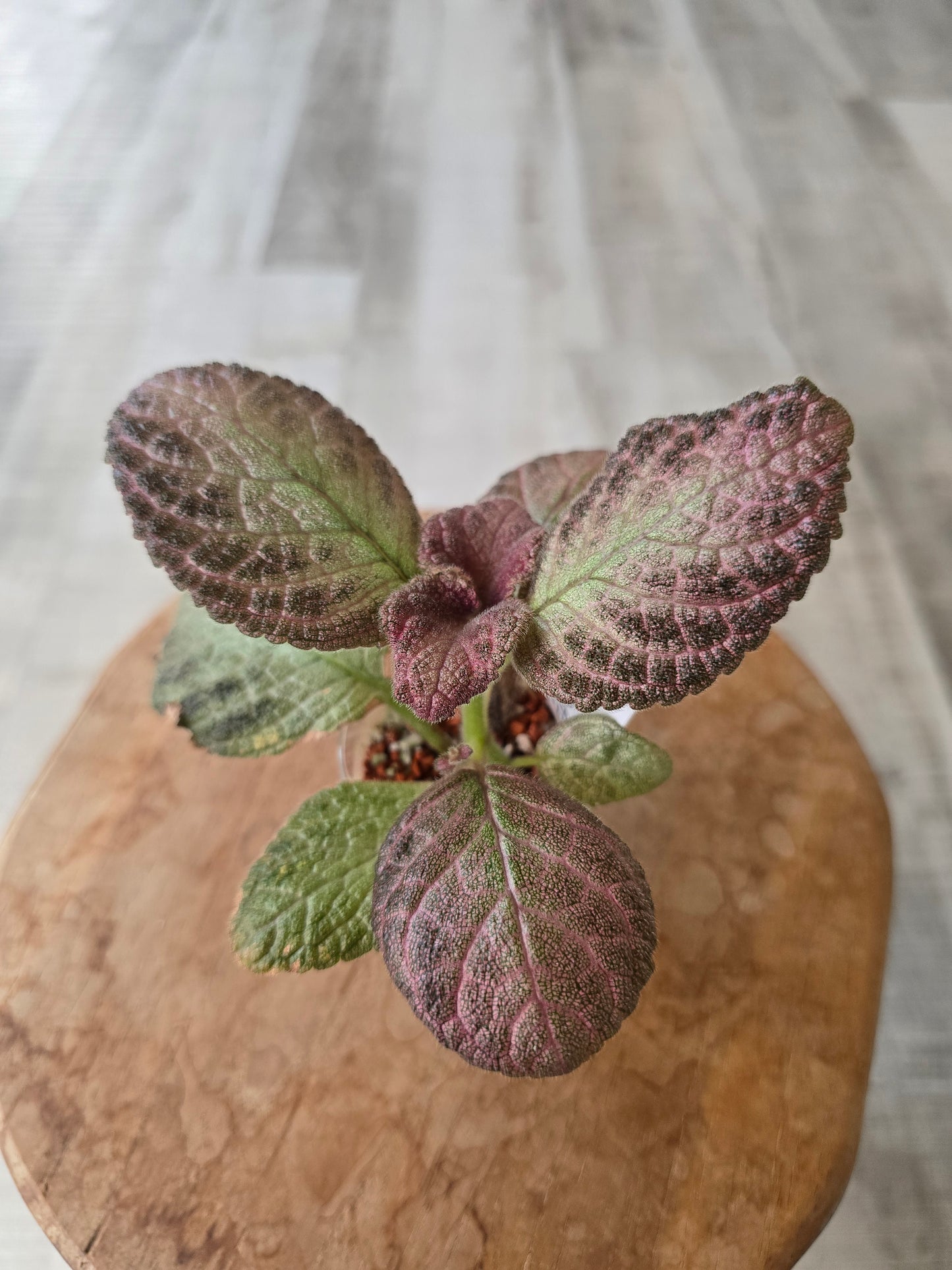 Episcia cupreata 'Tierra Plata'