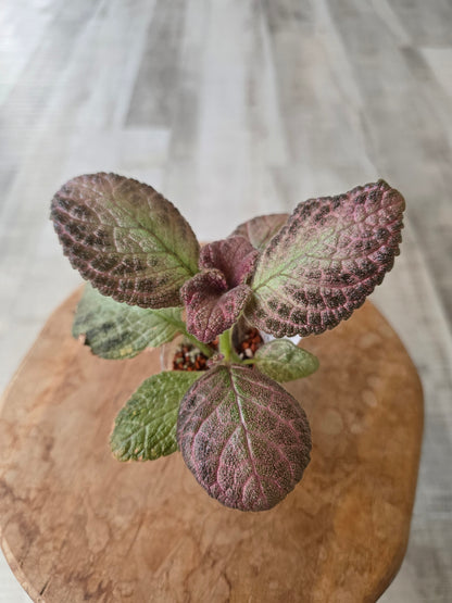 Episcia cupreata 'Tierra Plata'