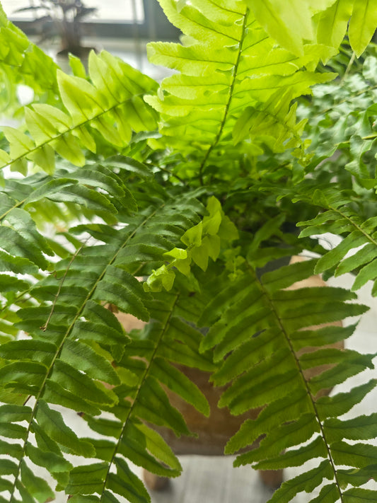 Nephrolepis exaltata