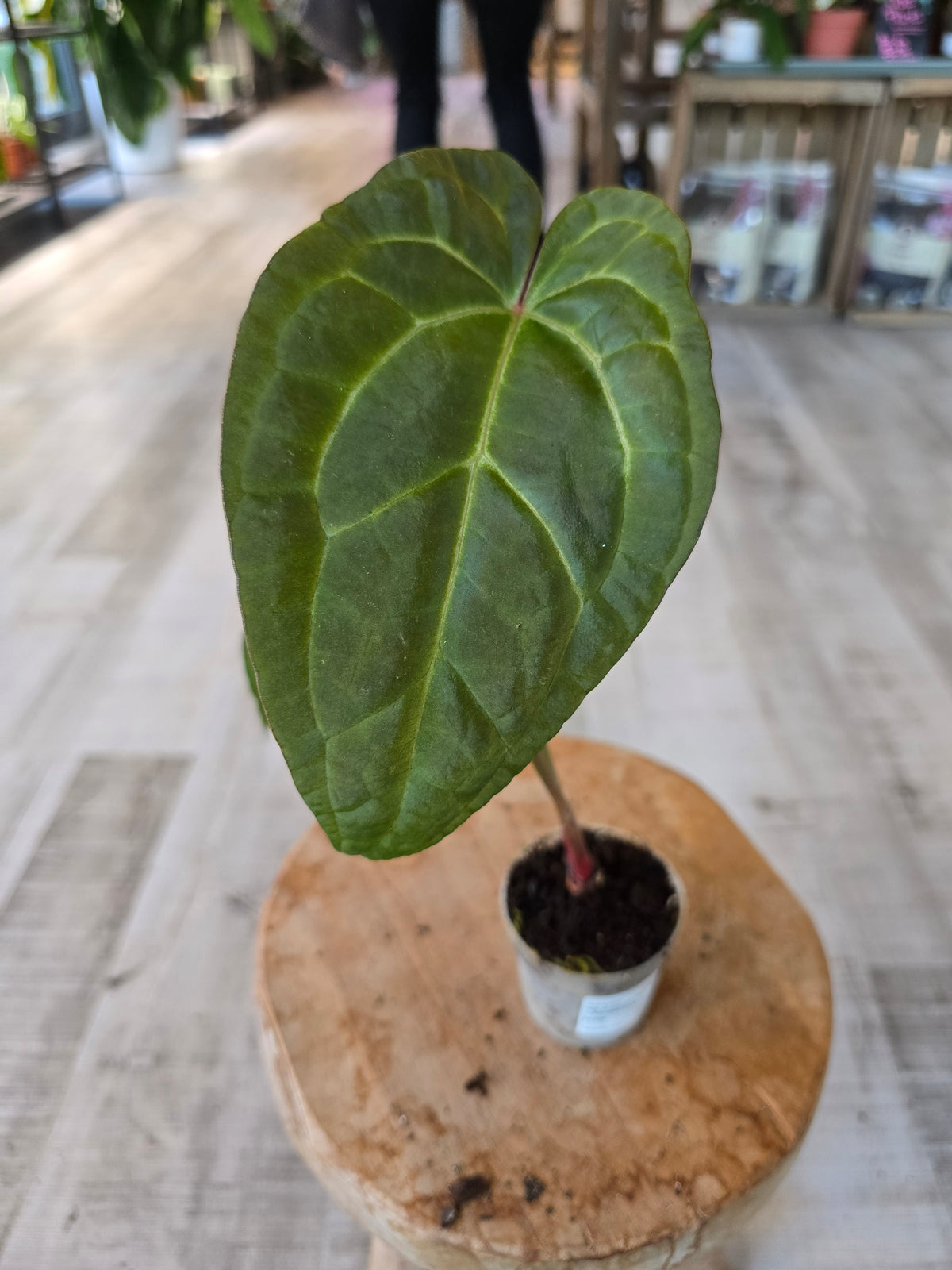 Anthurium Ace of Spades Dark Form × papillilaminum