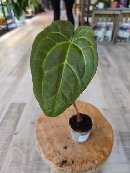 Anthurium Ace of Spades Dark Form × papillilaminum