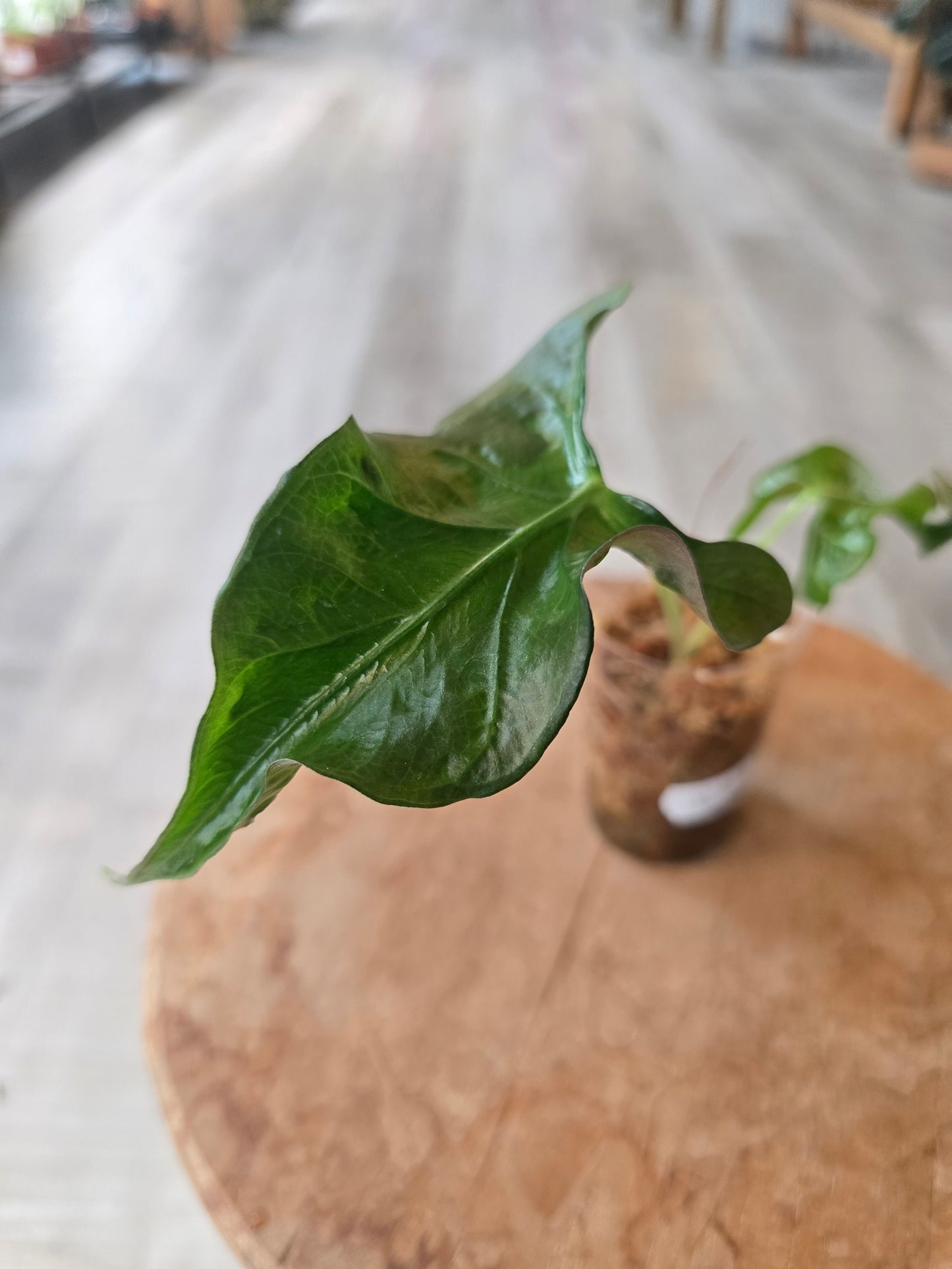 Alocasia Loco (JP1)