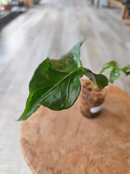 Alocasia Loco (JP1)