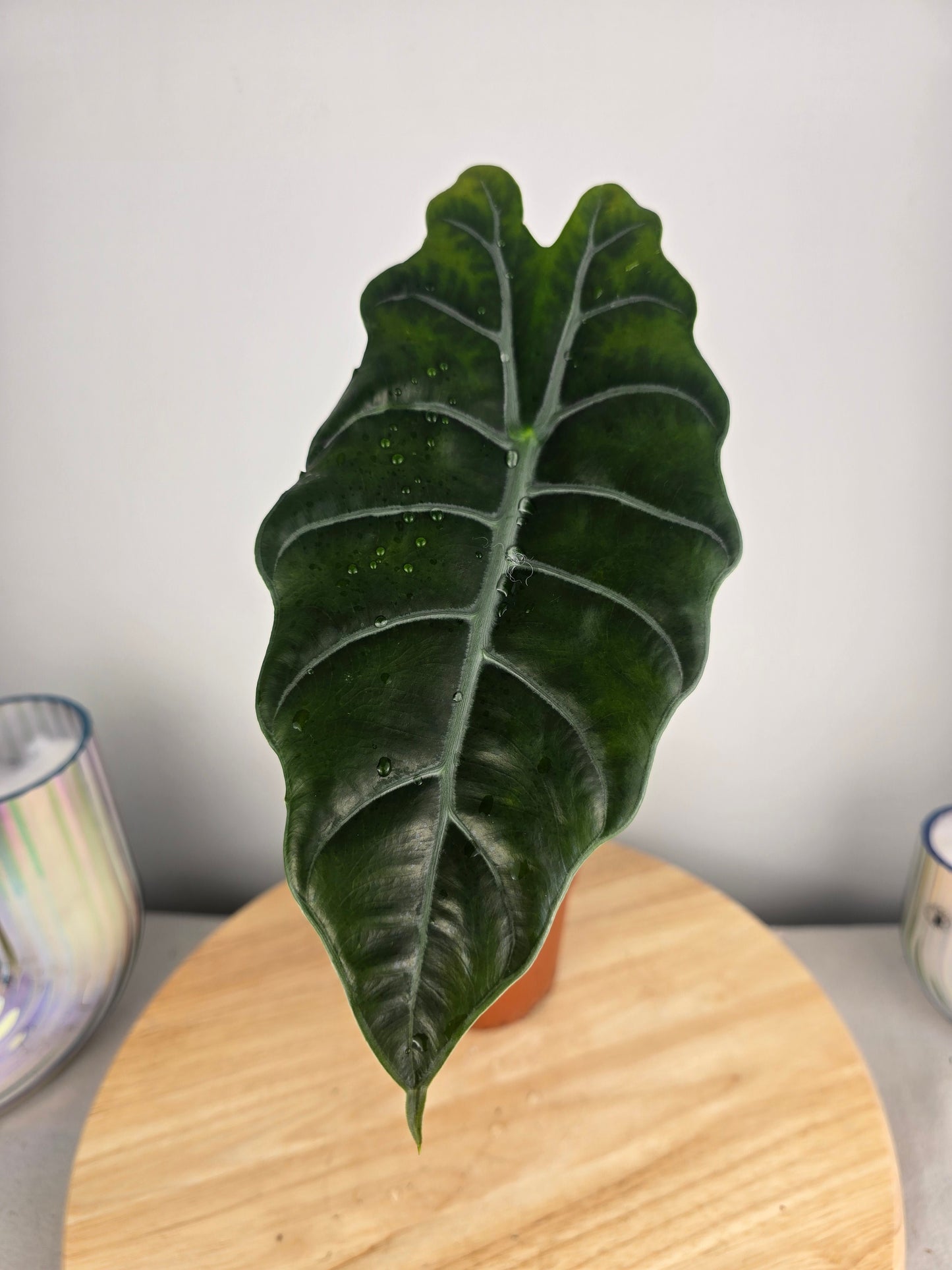 Alocasia Chantrieri (SC)