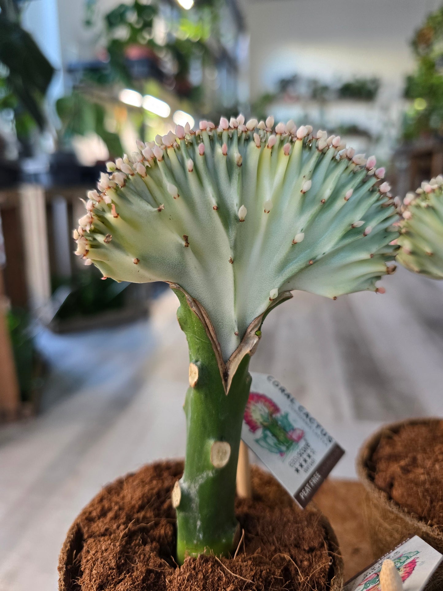 Euphorbia lactea