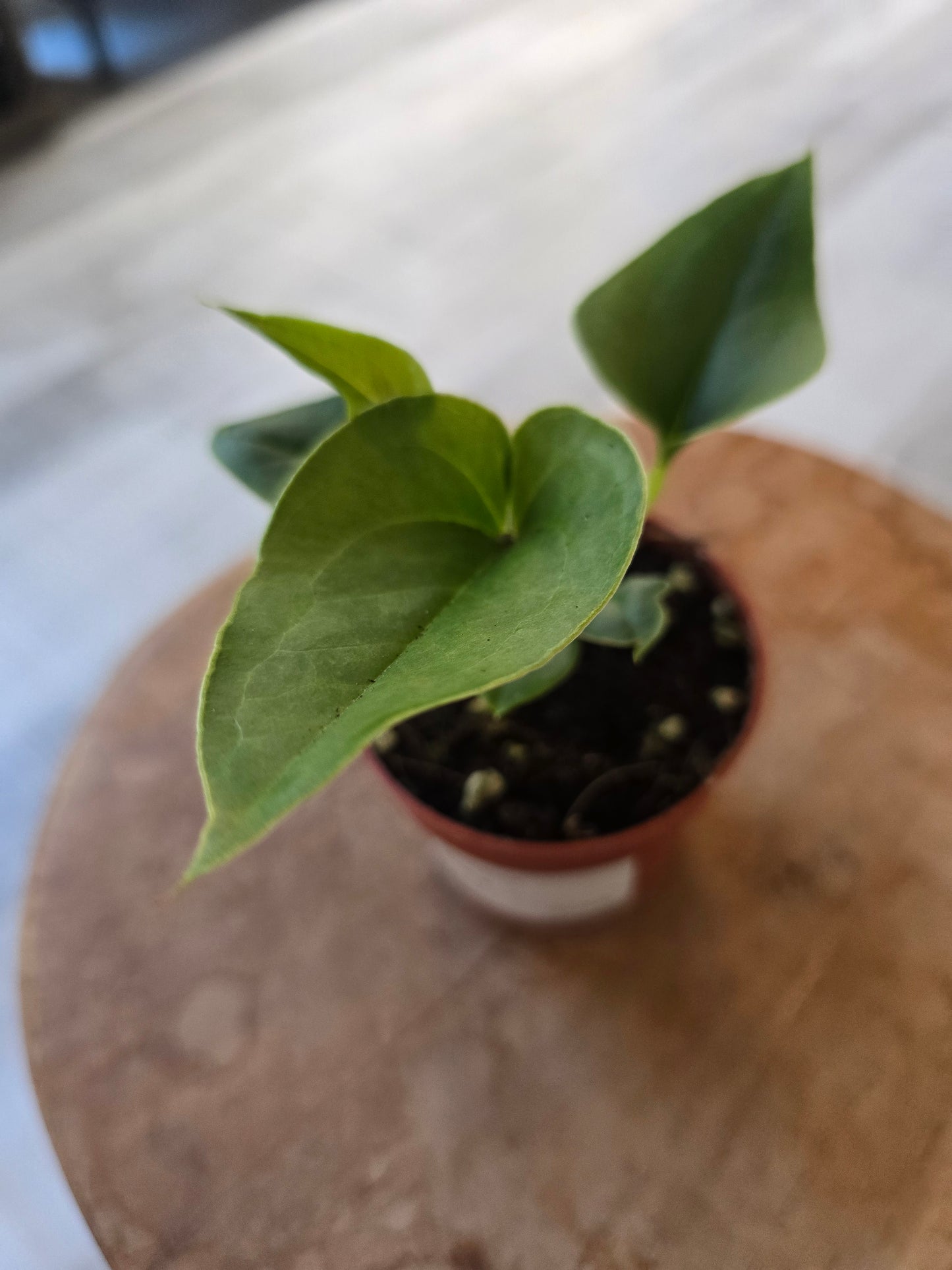 Anthurium Brownii