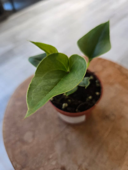Anthurium Brownii