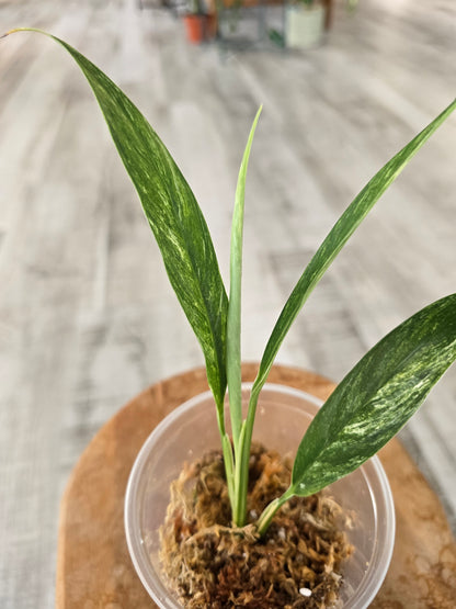 Rhaphidophora Megasperma variegata