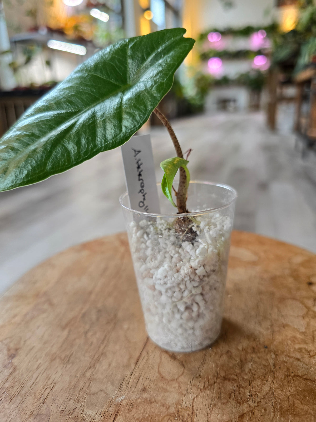 Alocasia Heterophylla (JP)