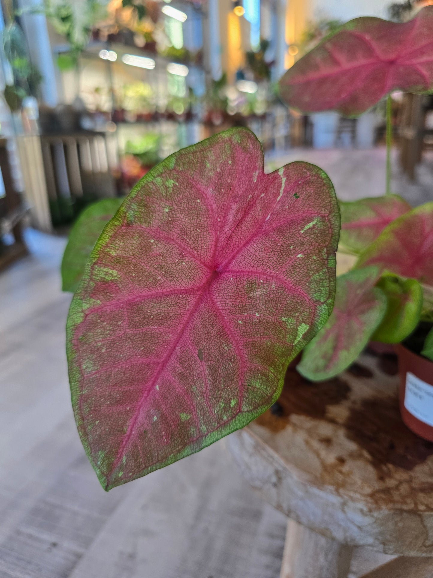 Caladium Sexy Pink