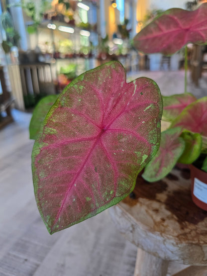 Caladium Sexy Pink