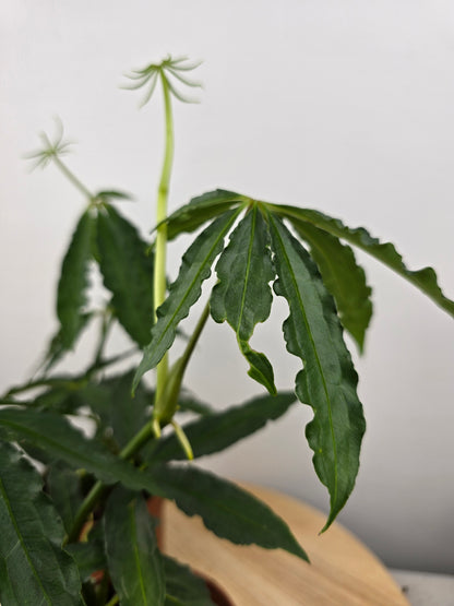 Anthurium polyschistum