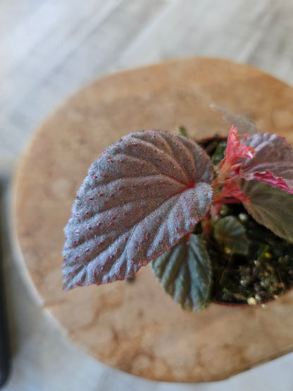Begonia Lamriana silver