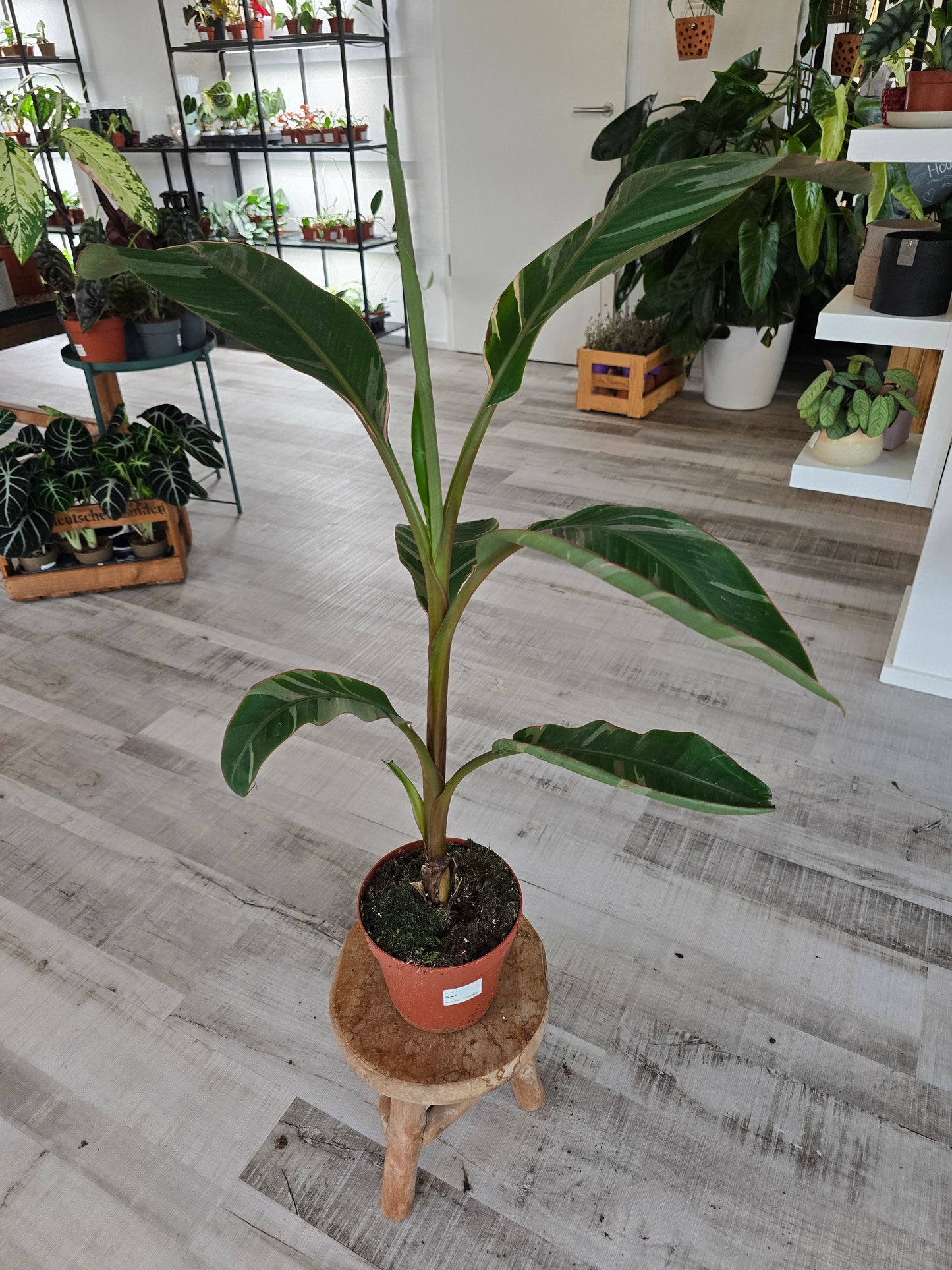 Musa nono 'pink'