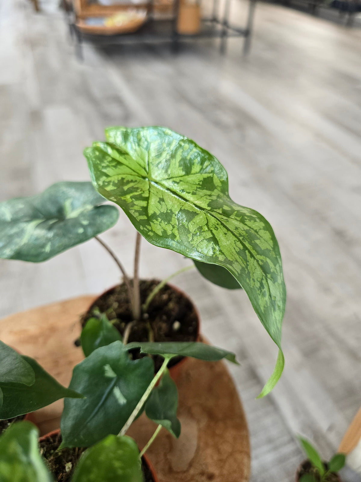 Alocasia Shattered Glass