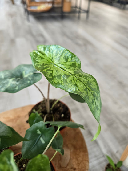 Alocasia Shattered Glass