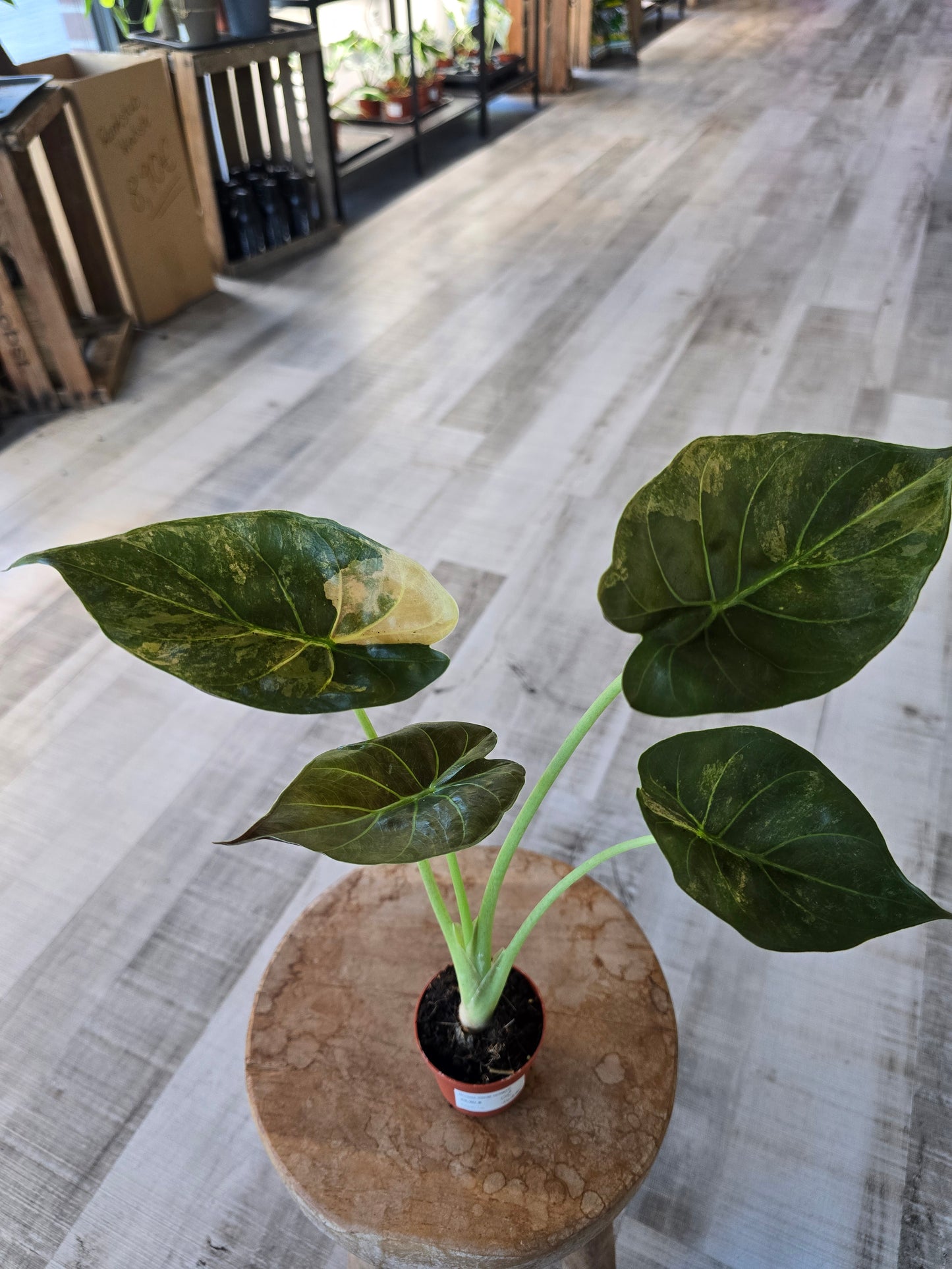 Alocasia wentii 'Aurea variegata'