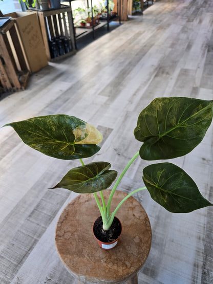 Alocasia wentii 'Aurea variegata'