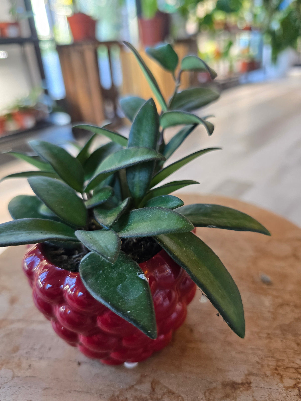 Hoya 'Rosita' 'S'