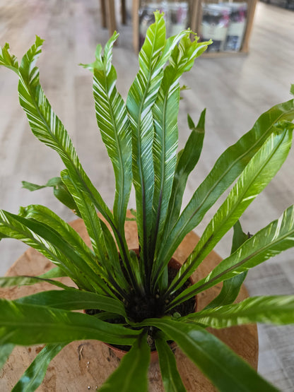 Asplenium Nidus variegata