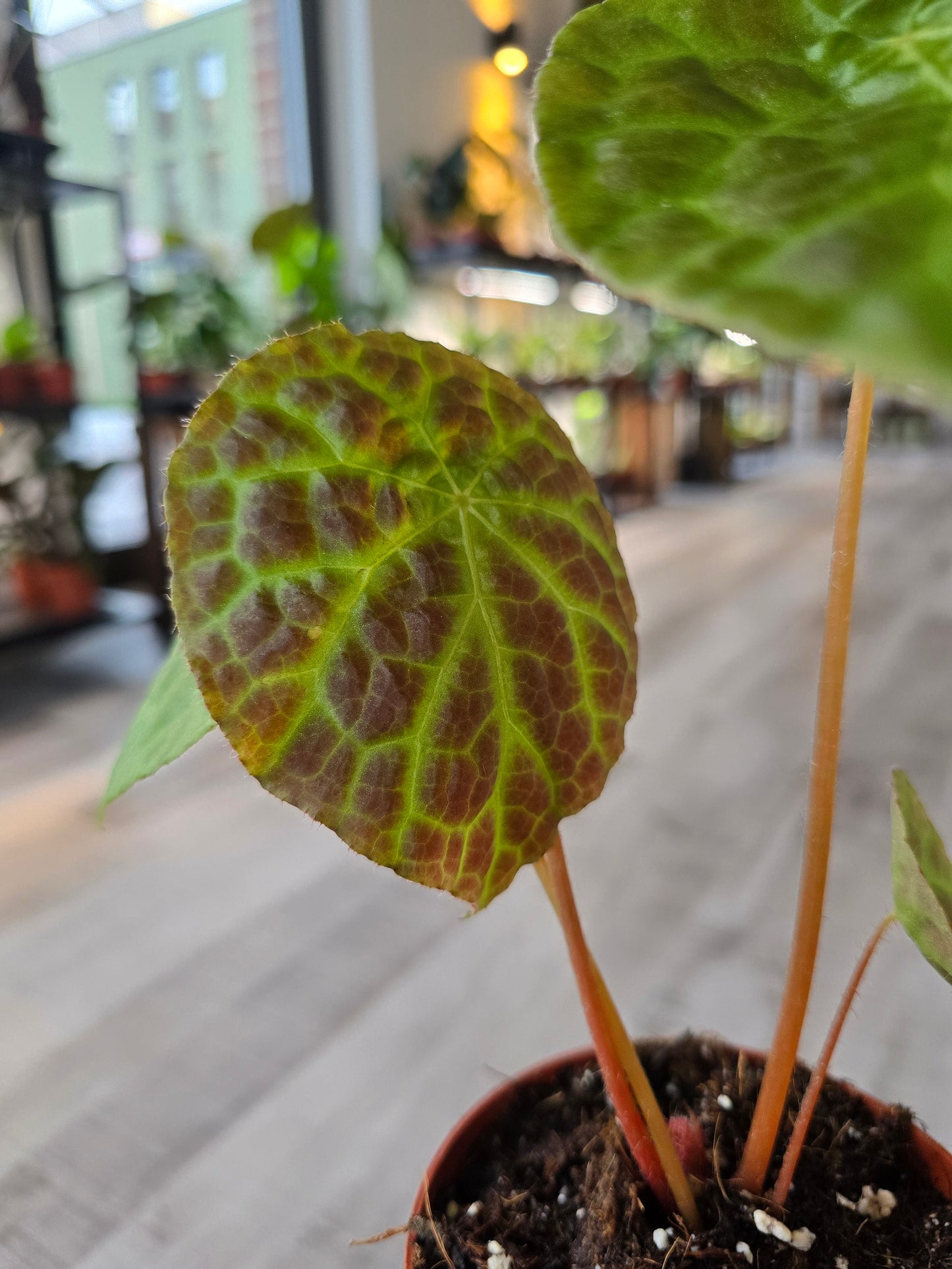 Begonia phuthoensis