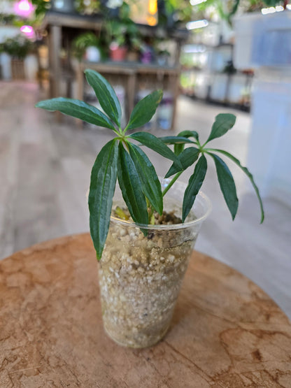 Anthurium Polyschistum (JP)