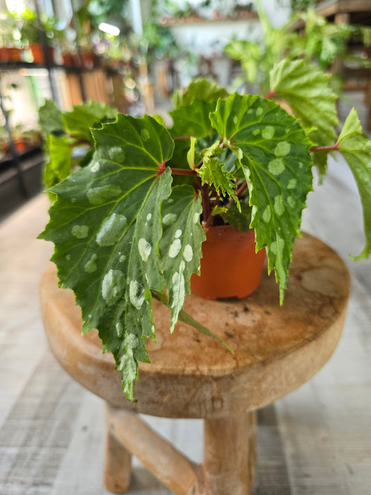 Begonia Mantuk