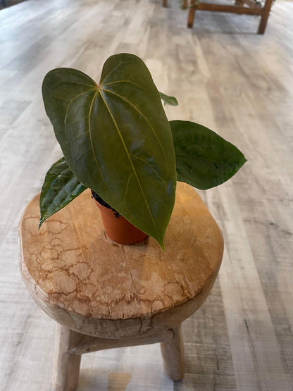 Anthurium papillilaminum x Dressleri (S2)