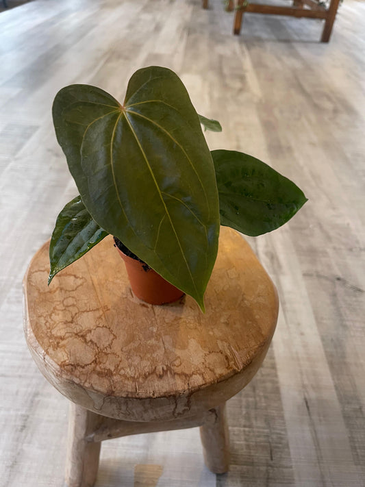 Anthurium papillilaminum x Dressleri (S2)