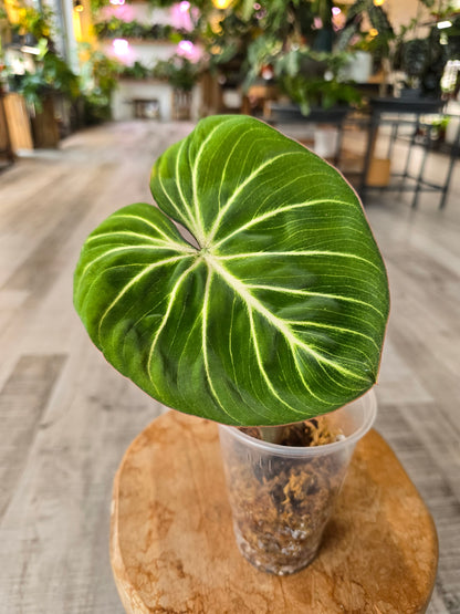 Philodendron Gloriosum Verde (JP1)