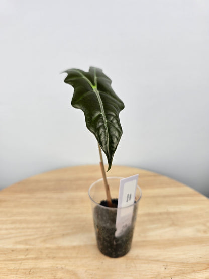Alocasia Nobilis (JP)