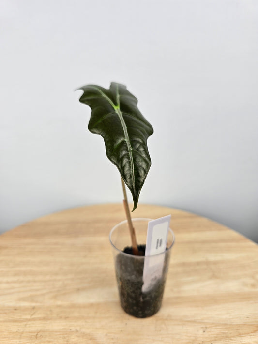Alocasia Nobilis (JP)