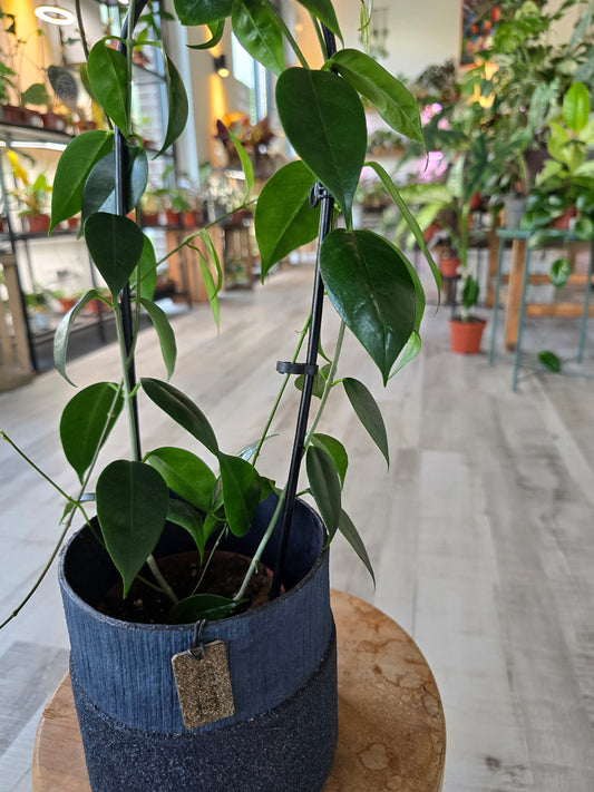 Hoya Paziae