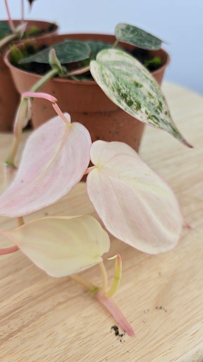 Philodendron scandens micans pink marble variegata