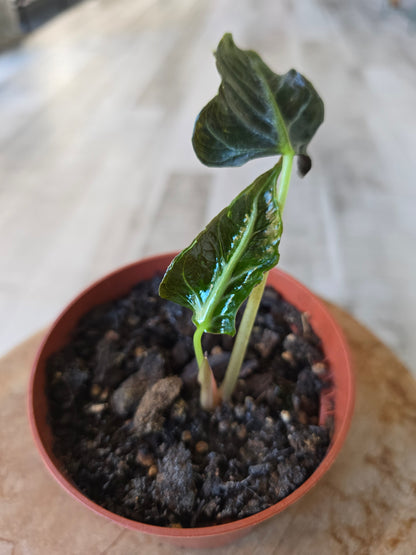 Alocasia Loco (JP)