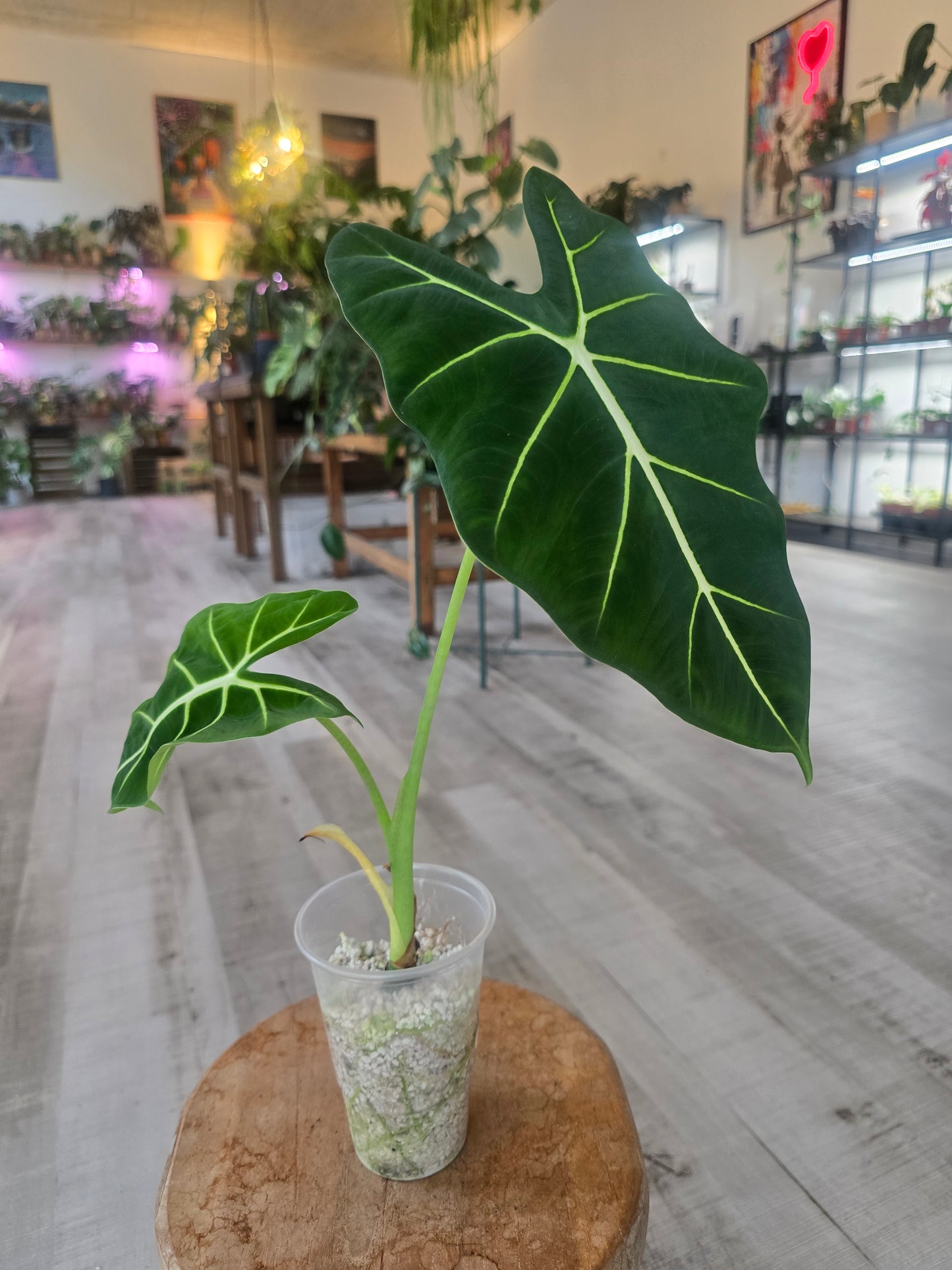 Alocasia Frydek (JP)