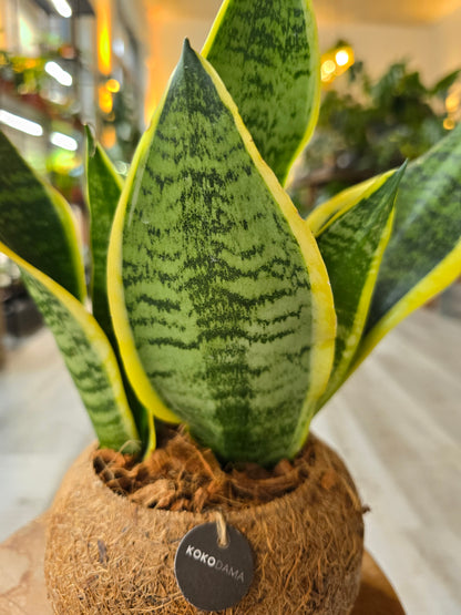 Sansevieria trifasciata