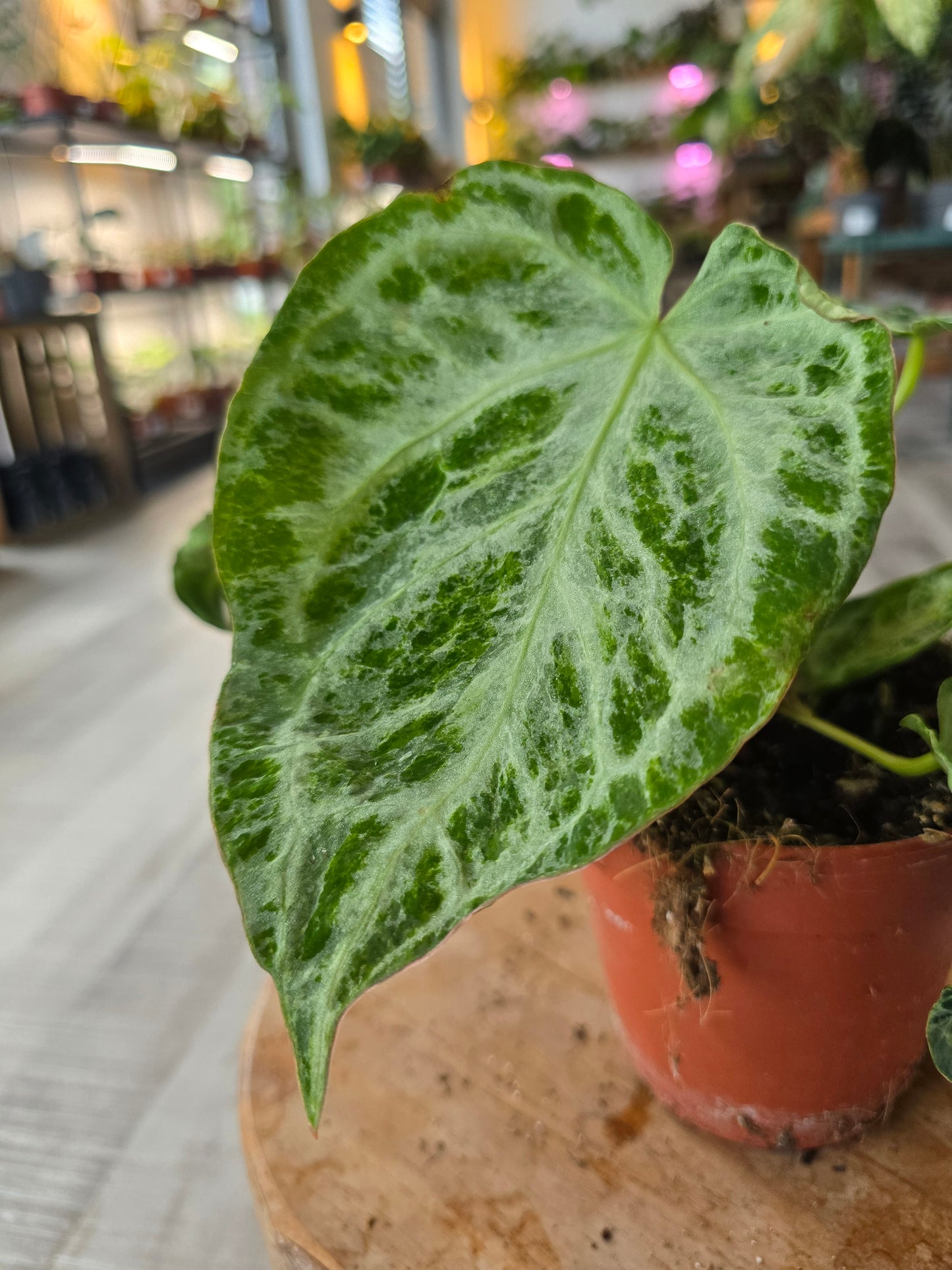 Anthurium Silver Blush Mint